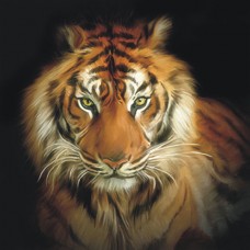 Bengal Tiger Acrylic Wall Art Black Print Painting Hanging 90cm   232426984661